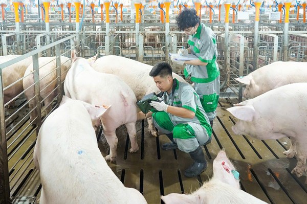 Đầu tư bài bản cho "thịt sạch"