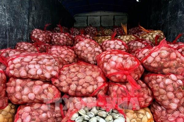 Quảng Ninh thu giữ và tiêu hủy gần 17 tấn nhuyễn thể không rõ nguồn gốc