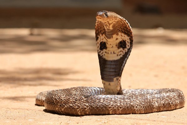 Ấn Độ 3 lần bắt giữ hành khách mang rắn sống lên máy bay