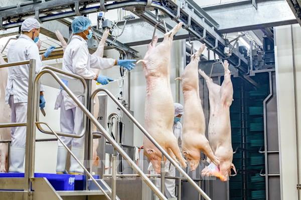 Cảnh cáo cán bộ đóng dấu kiểm dịch sai với lợn bệnh của Công ty C.P. Việt Nam