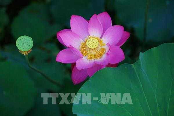 Chiêm ngưỡng hoa sen nở rộ tại Trung Quốc