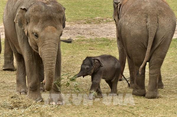 Pairi Daiza - Nơi bảo tồn đa dạng sinh học bền vững