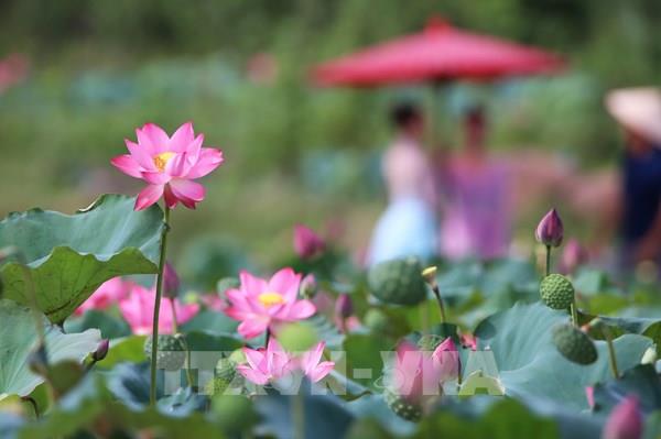 Vẻ đẹp đầm sen Trà Lý (Đà Nẵng)