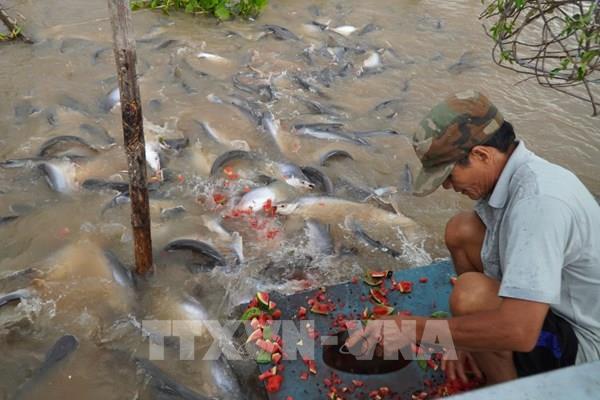 Tái tạo thủy sản – Chìa khóa hút khách mới cho du lịch Đồng Tháp