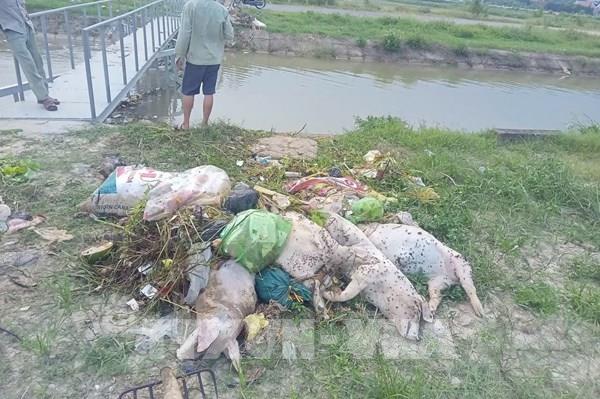 Hàng trăm xác lợn chết bị vứt ra kênh Bắc tại Thanh Hóa