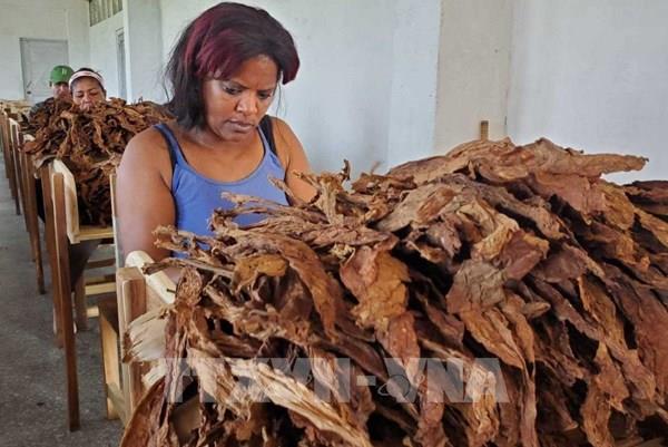Cuba đẩy mạnh sử dụng năng lượng Mặt trời trong sản xuất xì gà