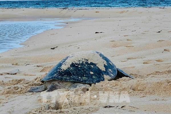 Rùa biển quý hiếm bất ngờ trở lại Hòn Cau đẻ trứng