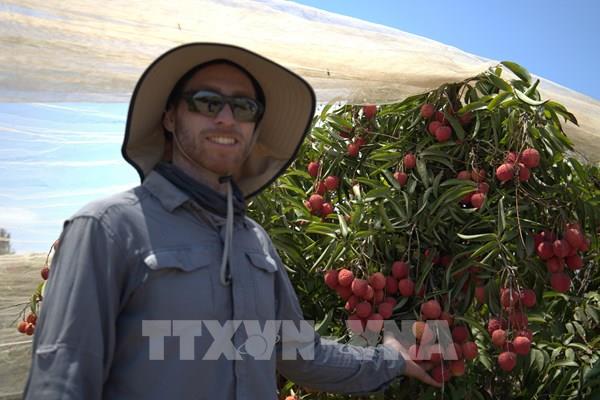 Trồng vải thiều Việt Nam giữa sa mạc – kỳ tích của một trang trại Israel