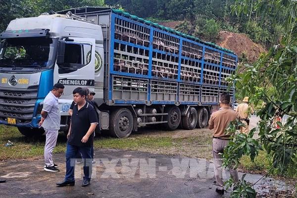 Phát hiện ngăn chặn và tiêu hủy 14 tấn lợn bị dịch tả Châu Phi