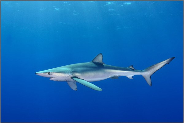 Bất ngờ cá mập xanh dùng “công nghệ nano” đổi màu da