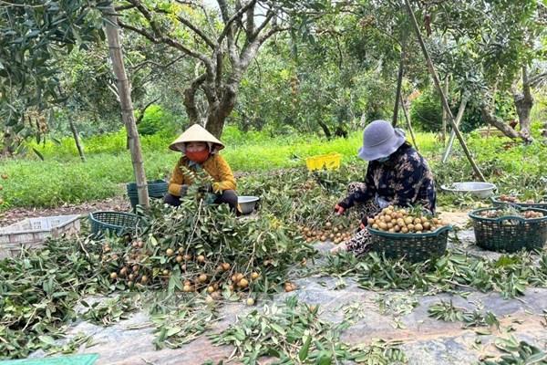 TP. Hồ Chí Minh: Nhãn vào mùa thu hoạch, giá giảm mạnh