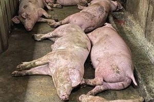 Phát hiện cơ sở thu mua lợn nhiễm dịch tả để tuồn ra khỏi tỉnh tiêu thụ