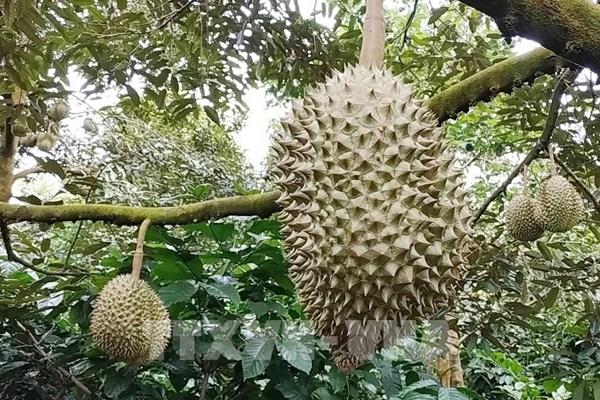 Sầu riêng Đắk Lắk “lên luồng xanh” xuất ngoại