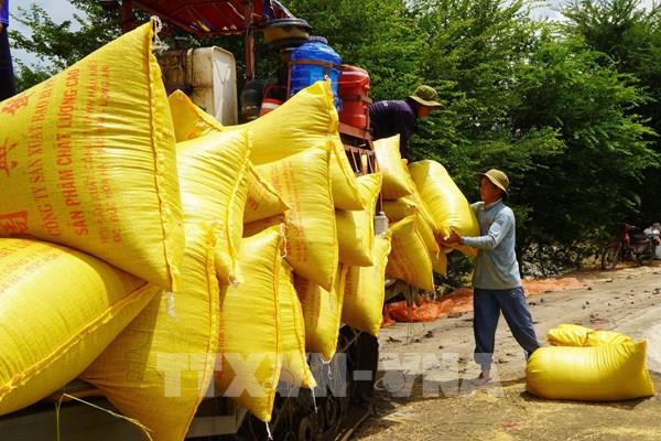 Tất bật mùa gặt ở vùng lũ Đồng Tháp