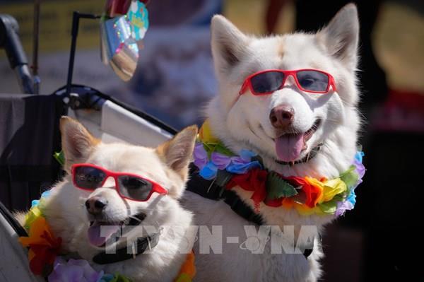 Độc đáo Lễ hội thời trang thú cưng tại Canada