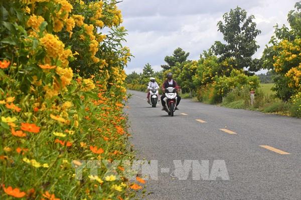 Tuyến đường hoa đẹp nao lòng ở Cần Thơ