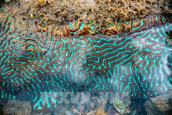 Khám phá rạn san hô trên cạn độc đáo bậc nhất Việt Nam