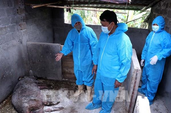 Hà Nội xuất hiện dịch tả lợn châu Phi tại 22 xã, phường