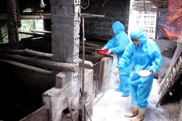 Xử lý dứt điểm, không để lan rộng các ổ dịch tả lợn châu Phi