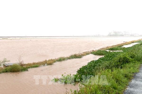 Bão số 3: Khoảng 26.000 ha lúa ở Hưng Yên bị ngập úng