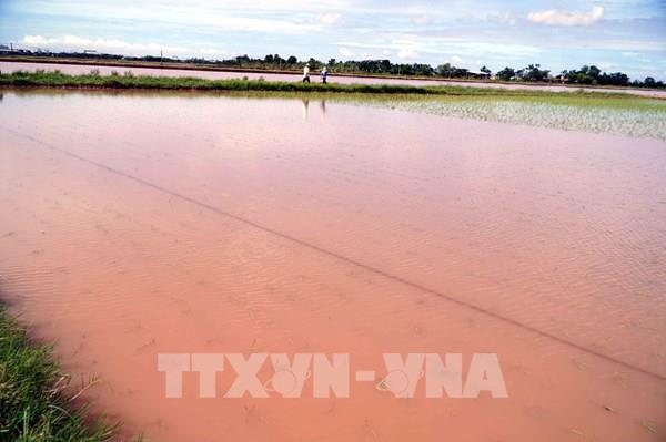 Bắc Bộ và Bắc Trung Bộ còn gần 88.300 ha cây trồng bị ngập úng