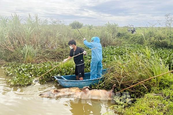 Nguy cơ bùng dịch từ lợn chết trôi sông ở Quảng Trị
