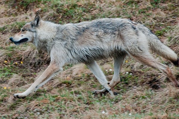 Điện Biên: Sói hoang liên tiếp tấn công gia súc, thiệt hại hàng trăm triệu