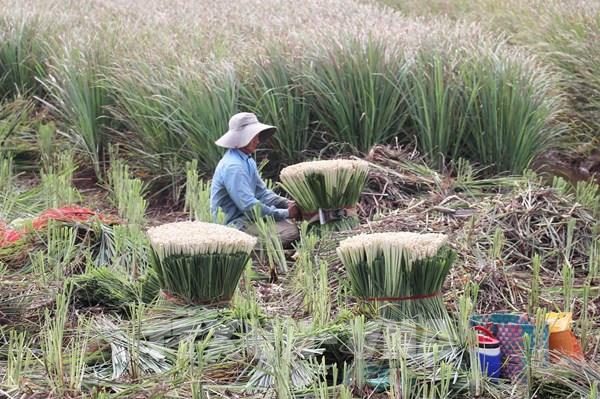 Đồng Tháp phát triển cây sả bền vững ở vùng cù lao