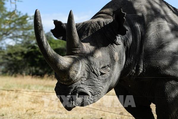 Namibia xây dựng khu bảo tồn tê giác đen lớn nhất thế giới