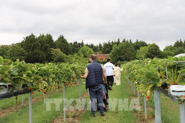 Khám phá cuộc sống vùng nông thôn nước Anh ở Copas Farm