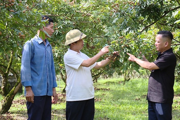 Nhãn Sơn Thủy (Phú Thọ) từng bước khẳng định thương hiệu
