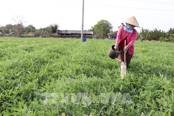 Quản lý an toàn thực phẩm: Cần thu về một đầu mối