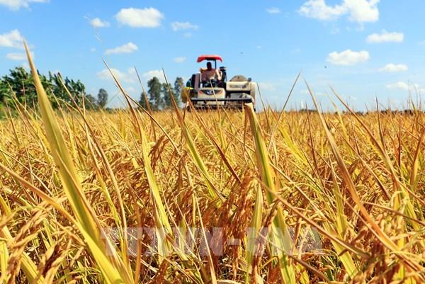 Vĩnh Long lên kịch bản tăng tốc nông nghiệp
