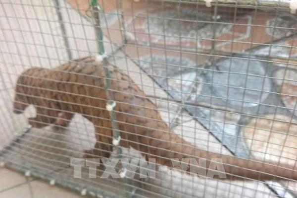 ASEAN hợp tác ngăn chặn buôn bán động, thực vật hoang dã nguy cấp