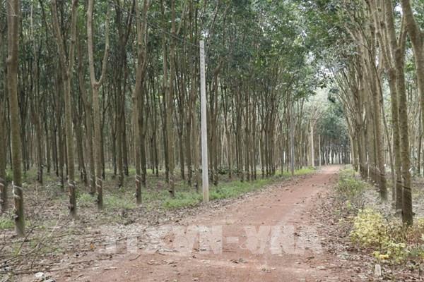 Đồng Nai tăng tốc bàn giao mặt bằng cao tốc Gia Nghĩa – Chơn Thành