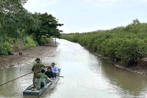 Phục hồi “bức tường xanh” rừng ngập mặn
