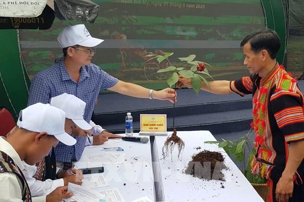 Tiếp tục khẳng định và tôn vinh giá trị đặc biệt của quốc bảo sâm Ngọc Linh