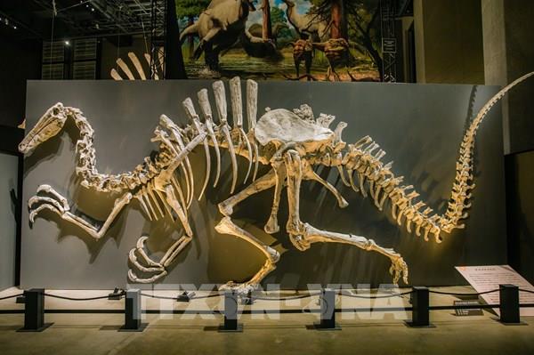 Khám phá Bảo tàng Khủng long Fukui tại Nhật Bản