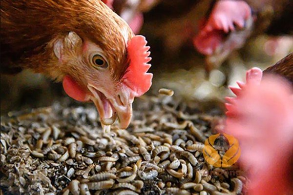 Ruồi lính đen – Giải pháp bền vững cho chăn nuôi gà ở Australia