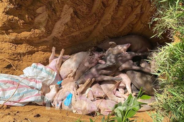 Đà Nẵng dập dịch tả lợn châu Phi ở địa phương có đàn gia súc lớn