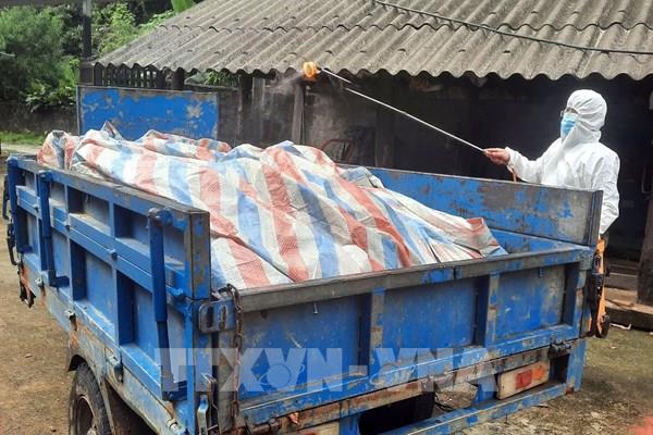 Các mức hỗ trợ cơ sở sản xuất có động vật buộc phải tiêu hủy do dịch bệnh