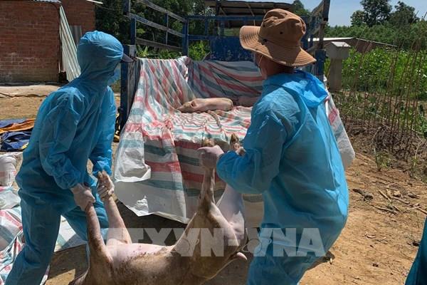 Cách phòng chống dịch tả lợn châu Phi tại các nông hộ chăn nuôi