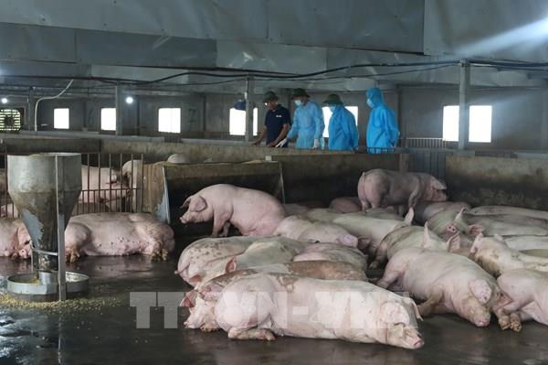 Dịch tả lợn châu Phi bùng phát: Cách tiêu hủy và xử lý thịt lợn bệnh đúng quy định