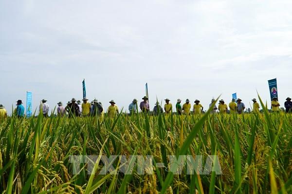 Gieo mầm xanh, gặt hiệu quả từ cánh đồng phát thải thấp