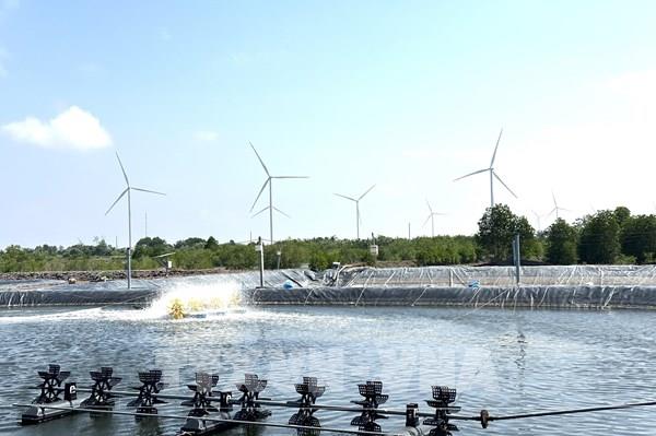 Tạo thương hiệu tôm hữu cơ độc nhất tại Việt Nam