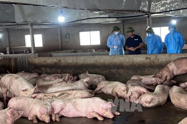 Khuyến cáo người chăn nuôi áp dụng giải pháp an toàn sinh học nhiều lớp