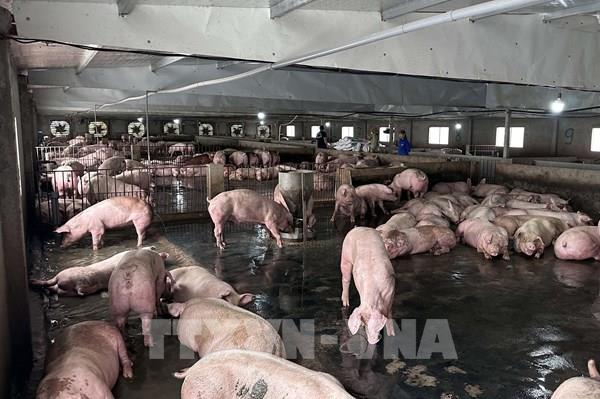 Hà Nội đẩy mạnh chăn nuôi công nghệ cao giảm phát thải khí mê-tan