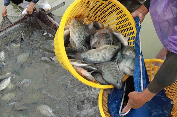 Cánh cửa mới cho thủy sản Việt Nam 