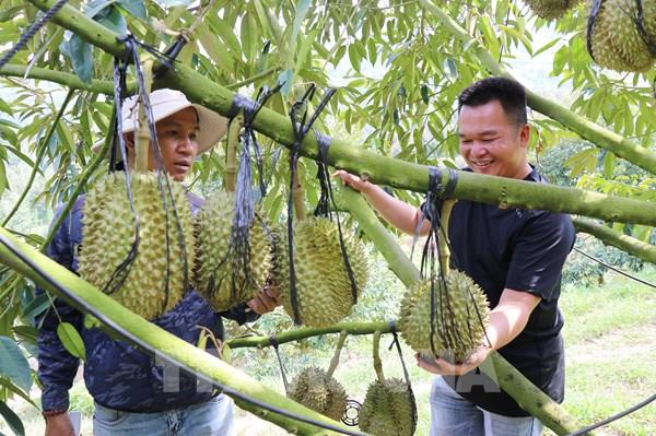 Cách mạng công nghệ trên đồng ruộng Khánh Hòa