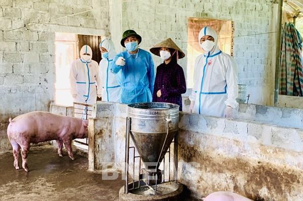 Kiểm tra thực tiễn phòng chống dịch tả lợn châu Phi tại Ninh Bình